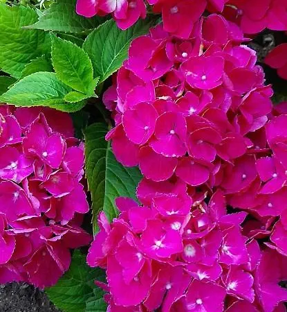 L'angolo D'amare Lerici