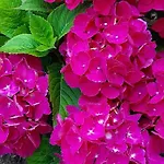L'angolo D'amare Леричи