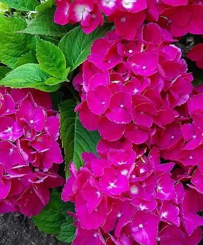 L'angolo D'amare Lerici